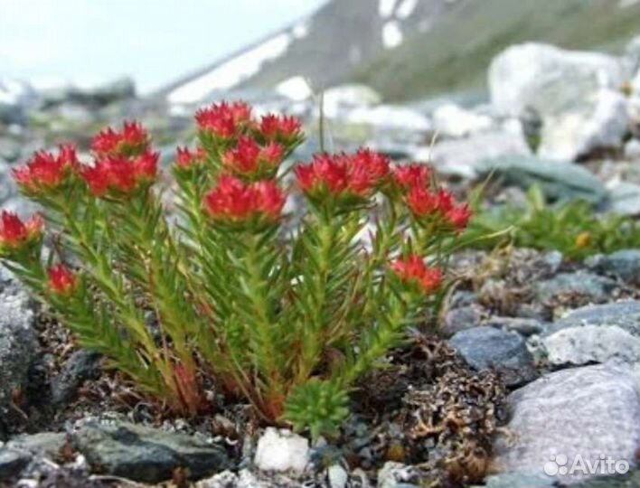 Красная щетка. Травы Алтая