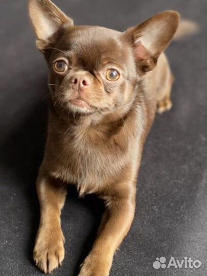 Вязка чихуахуа