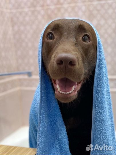 Стрижка собак