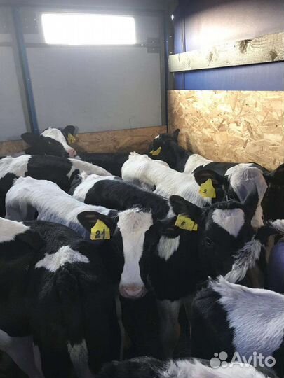 Бычки телята