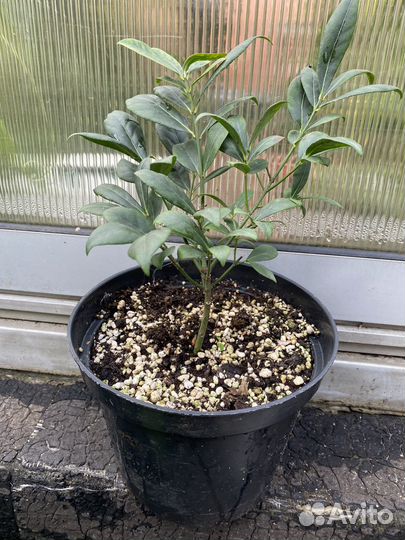 Бересклет крылатый