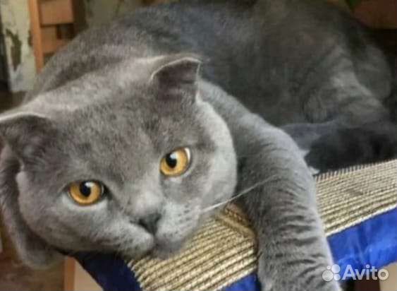 Породистые котята