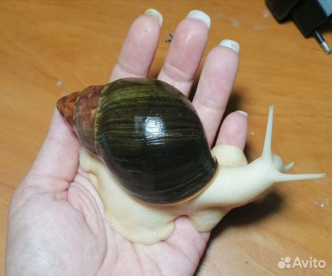 Продам улиток