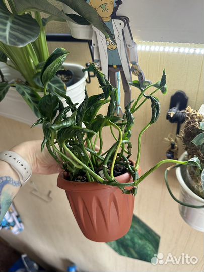 Тропические растения ароидные