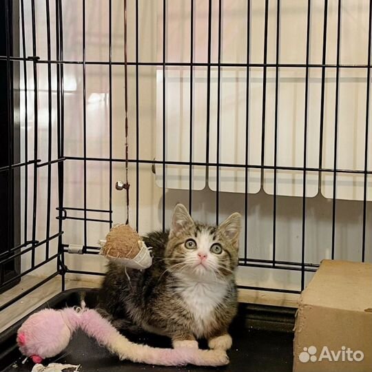 Котёнок - 3 мес (бесплатно)
