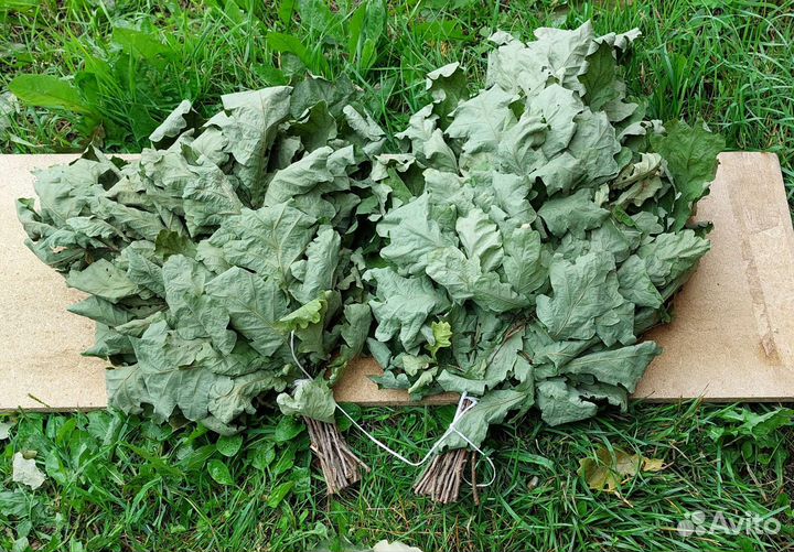 Дубовые веники для бани