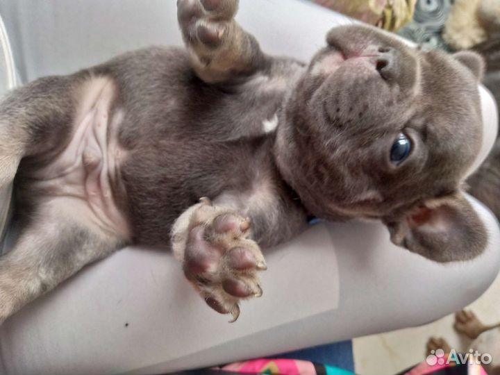 Щенки французские бульдоги