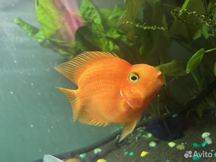 Рыба попугай