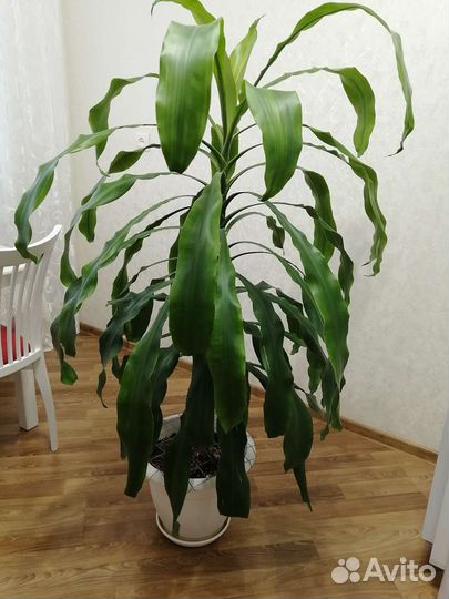 Пальма драцена