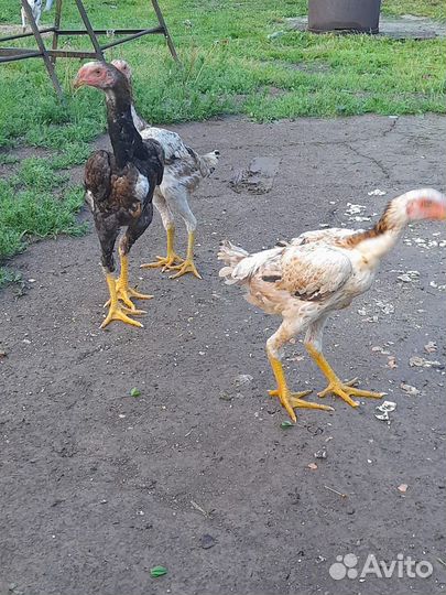 Бойцовая птица