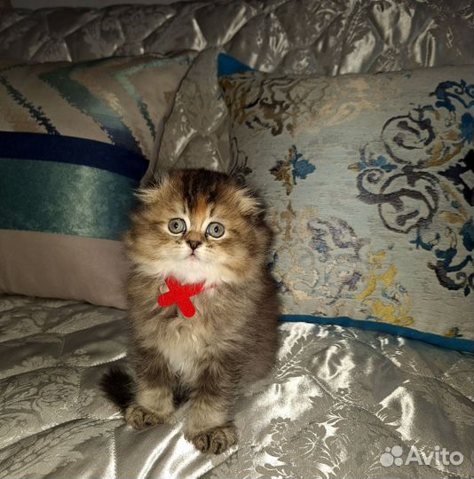 Шотландская кошка