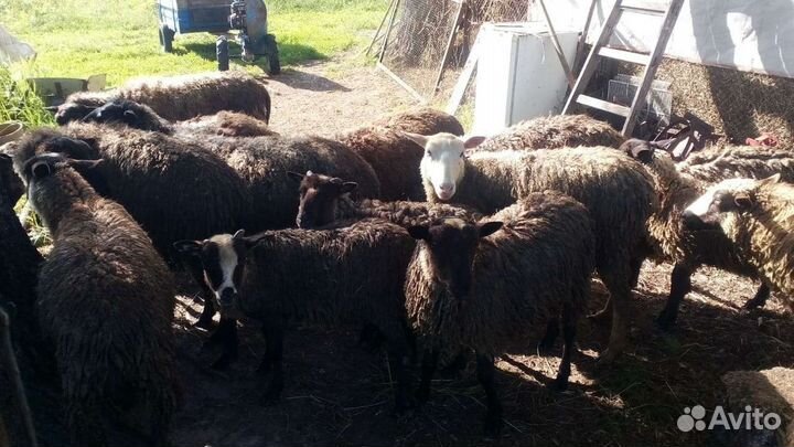 Овцы бараны