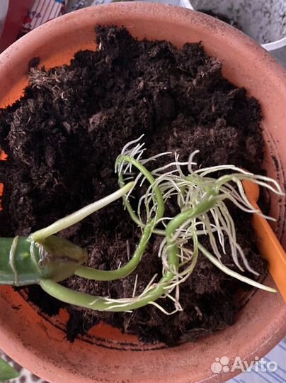 Диффенбахия