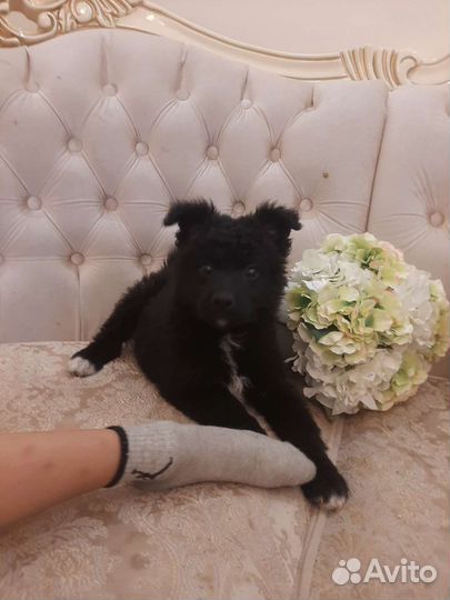 Идеальный компаньон привита, с доставкой