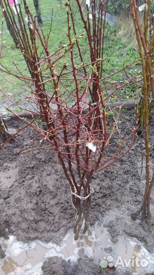 Саженцы миндаля