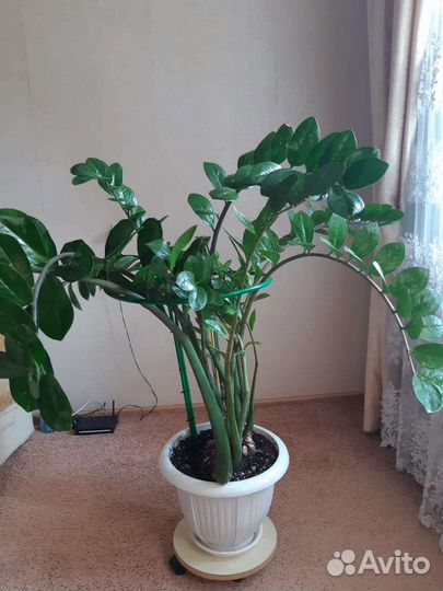 Замиокулькас