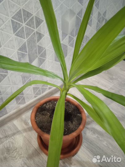 Пальма юкка