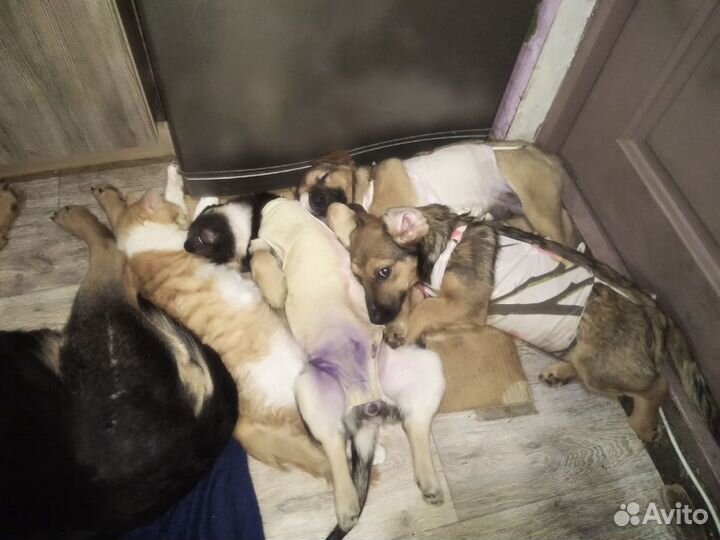 Собаки и щенки