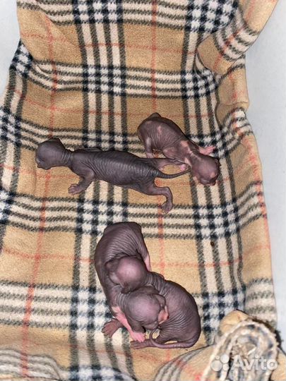 Кот сфинкс вязка