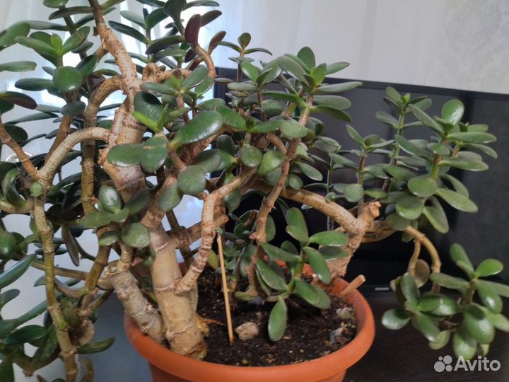 Крассула толстянка