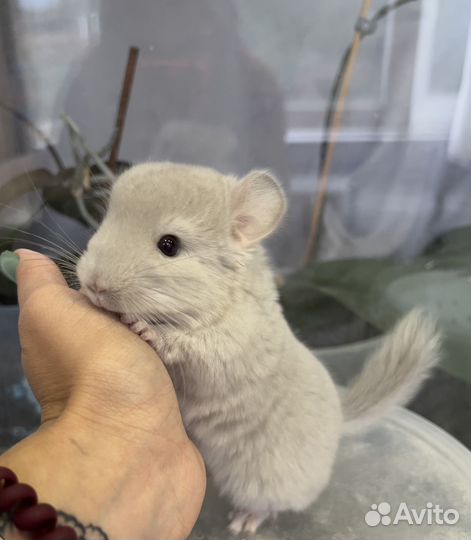 Шиншилла ангора