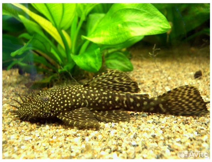 Анциструс 5см+ Аквариумные рыбки