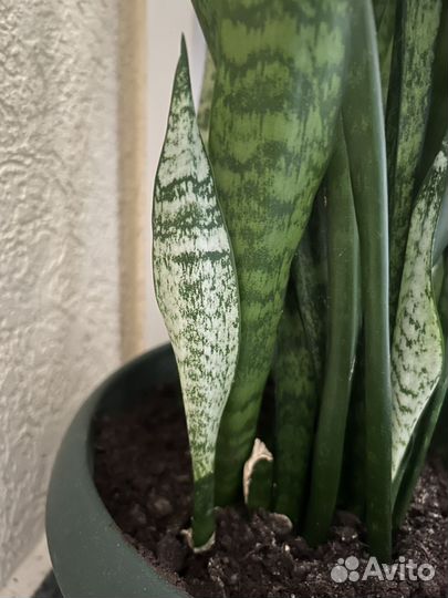 Сансевиерия