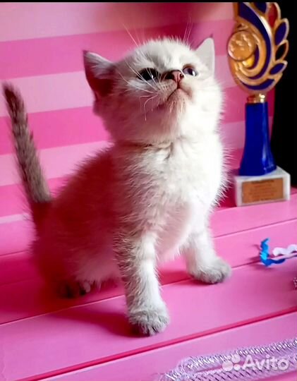 Шотландская