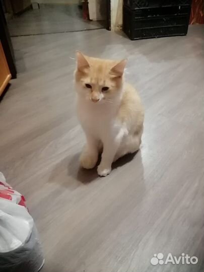 Кот