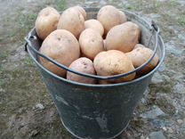 Картошка, картофель на посадку семенной