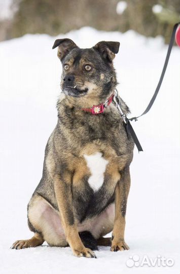 Шерстяная Джаконда в добрые руки