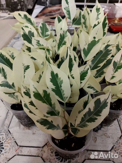 Фикусы Бенжамина Де гантель,Старлайт,Твилайт