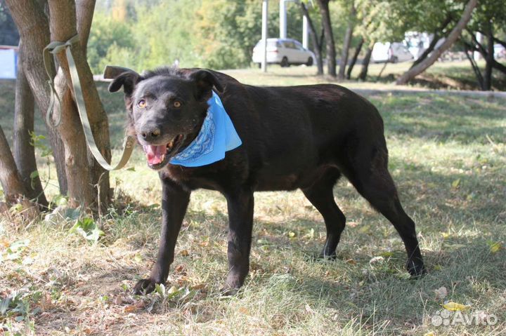 Пёс Кит в добрые руки