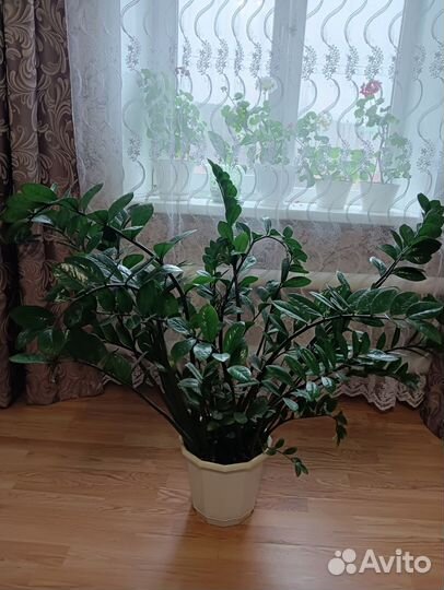 Замиокулькас долларовое дерево