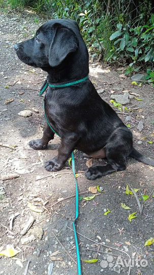 Щенок коротколапик