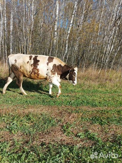 Нетель,отел 29 апреля. Голштина с айширой