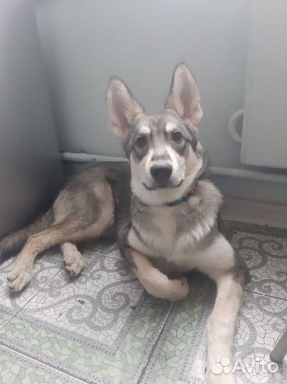 Собака Лея в добрые руки