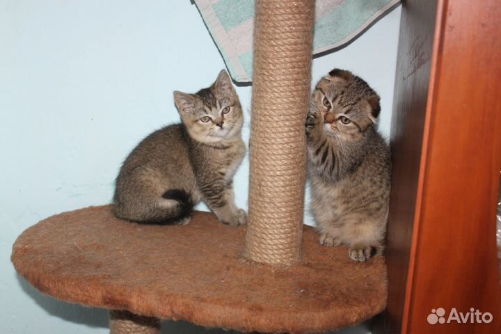 Шотландские золотые котята