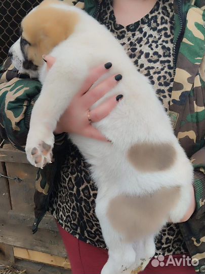 Среднеазиатская овчарка (алабай щенки)