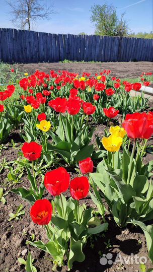 Луковицы тюльпанов