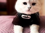 Британский кот на вязку серебристая шиншила