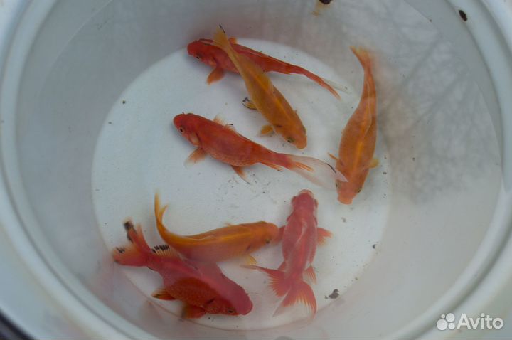 Золотая рыбка для пруда