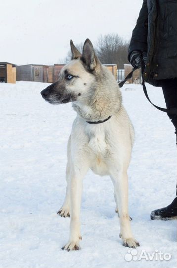 Прекрасная собачка Варвара ищет дом