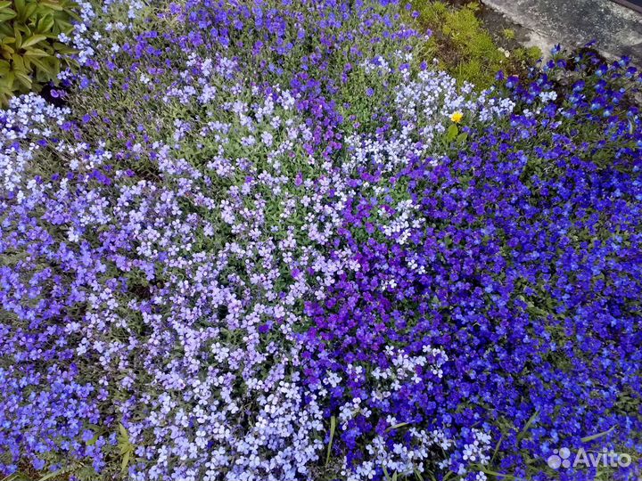 Почвопокровные растения