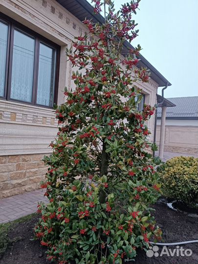 Уличные растения