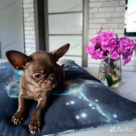 Щенки чихуахуа г/ш