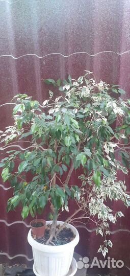 Фикус бенджамина и лимон