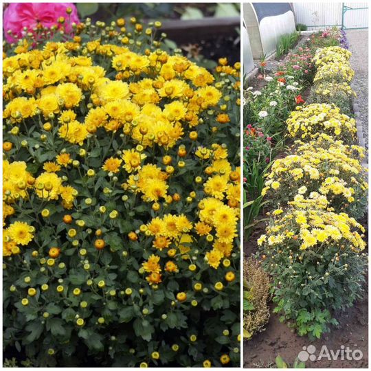 Хризантемы мультифлора саженцы