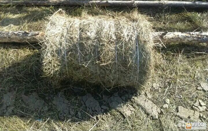 Сено в тюках. Чистое