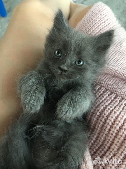 Кошки